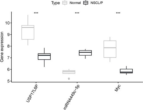 Figure 8 Relative expression levels of USP17L6P, miR449c-5p, c-Myc in NSCL/P and control samples. The transcript levels of USP17L6P, miR-449c-5p, and c-Myc were determined by qRT-PCR and normalized to those of the reference RNA U6. ***p < 0.001 was considered statistically significant.