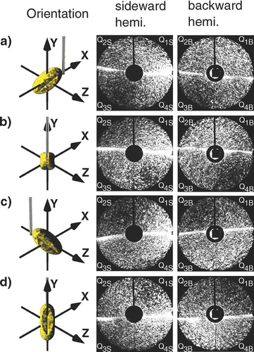 FIG. 4 Relations between the sideward and backward scattering hemispheres for a willow pollen with different orientations relative to the laser. (Figure provided in color online.)