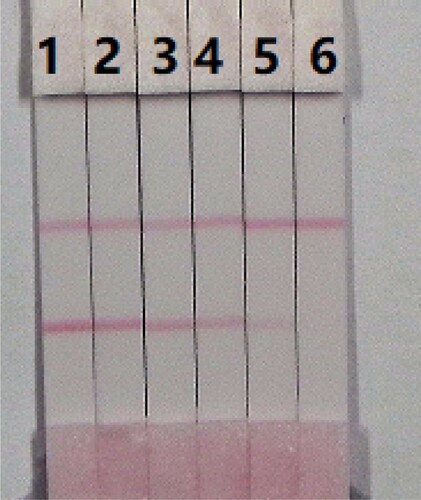 Figure 8. Colloidal gold immunochromatographic for PRC in milk sample. PRC concentration: 1 = 0 ng/mL; 2 = 0.05 ng/mL; 3 = 0.1 ng/mL; 4 = 0.25 ng/mL; 5 = 0.5 ng/mL; and 6 = 1 ng/mL.