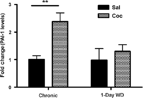 Figure 2.  PAI-1 levels in the Amy of WT mice were examined by ELISA 30 min after 14 days of chronic “binge” pattern cocaine administration (Chronic Coc) and 1-day after 14 days of Chronic Coc as 1-day WD. Data in the graph are presented as mean ± SEM. PAI-1 levels were significantly enhanced in cocaine-treated animals 30 min after 14 days of chronic “binge” cocaine (Chronic Coc), compared to those of their saline- injected counterparts (**p < 0.01) (n = 3–4/group).