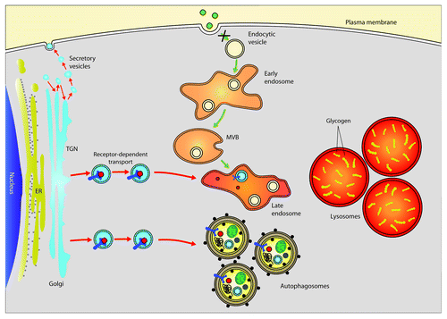 Figure 2. Abnormalities in lysosomal function have an impact upon vesicle trafficking and therefore on GAA maturation. In GSDII patients, lysosomal dysfunction caused by defective GAA generates a block in the autophagic flux, which also has an impact upon other pathways, impairing cell trafficking and thus inhibiting GAA maturation and rhGAA uptake.