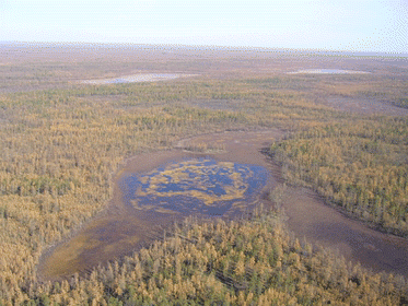 Figure 2 Thermokarst landscape of the taiga forest in Central Yakutia.