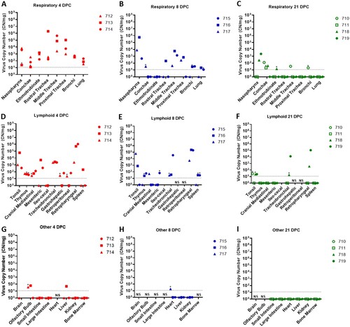 Figure 4. Viral RNA detected in tissues of SARS-CoV-2-infected sheep.Note: RT-qPCR was performed on respiratory (A–C), lymphoid (D–F) and other (G–I) tissues of sheep euthanized at 4 (A,D,G), 8 (B,E,H), and 21 (C,F,I) days post challenge (DPC) to detect the presence of SARS-CoV-2-specific RNA. Mean (n = 2) viral RNA copy number (CN) per mg of tissue based on the SARS-CoV-2 nucleocapsid gene are plotted for individual animals. Asterisks (*) indicate samples with one out of two RT-qPCR reactions above the limit of detection, which is indicated by the dotted line. NS = no sample. Solid symbols indicate principal animals necropsied at 4, 8, and 21DPC; open symbols indicate sentinel animals necropsied at 21 DPC.