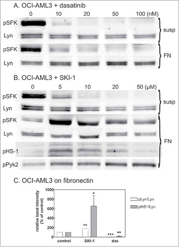 Figure 4. Effect of SFK inhibitors on Lyn activity. OCI-AML3 cells were treated with dasatinib or SKI-1, either in suspension (susp) or after adhesion to FN-coated surface (FN). Lyn activity was assessed from the extent of phosphorylation at Lyn autophosphorylation site (Tyr397) and on 2 known Lyn substrates, HS-1 and Pyk2. Lyn autophosphorylation was analyzed from bands at 53 and 56 kDa on western-blots incubated with pan anti-pSFK antibody. A-B: Representative western-blots from cells treated for 1 h with increasing concentrations of dasatinib (A) or SKI-1 (B). C: Summary results from 4 experiments performed with 20 µM SKI-1 or 100 nM dasatinib treatment of pre-adhered OCI-AML3 cells (cell binding to FN for 1.5 h, then 30 min inhibitor treatment). Note that the exposition time for different membranes was not the same and was optimized to show the changes in pSFK level under different conditions.