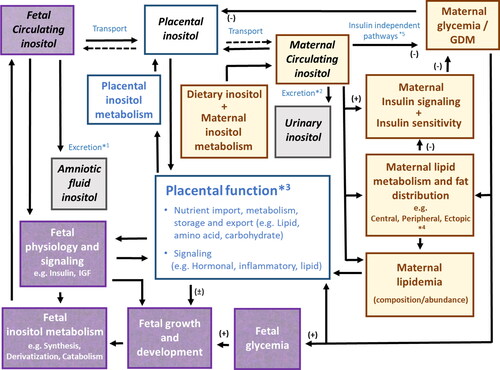 Figure 4. Hypothesis: Inositol, acts as a communication signal across the maternal-placental-fetal axis to regulate maternal glycemia and lipidemia, placental function and fetal physiology and therefore fetal growth and development. We also suggest that much of this inositol is of fetal origin and is likely regulated by factors such as fetal growth potential and growth velocity, forming a feedback loop and enabling the fetus to control its nutritional supply according to its needs, to regulate its own size/growth and development. However, inositol regulation becomes dysfunctional in pregnancies complicated by disorders such as GDM leading to disorders of fetal growth and maternal insulin resistance. *1 Increased excretion into the amniotic fluid decreases fetal inositol. *2 Increased excretion into maternal urine decreases maternal inositol. *3 Placental inositol impacts placental function. In particular, inositol and inositol derivatives alter the balance of placental nutrient import, metabolism, storage and export and therefore fetal nutrient supply. Inositol derivatives also affect placental signaling since they act as second messengers for hormones such as insulin and insulin like growth factor (IGF) and impact the synthesis and secretion of bioactive lipid mediators and hormones such as human placental lactogen. *4 Inositol regulates maternal lipidemia by altering the balance of lipid mobilization between different types of adipose tissue, but the direction of this inter-adipose-depot redistribution appears strongly affected by BMI. *5 Inositol and its derivatives can regulate maternal glycemia directly or by affecting maternal insulin sensitivity.