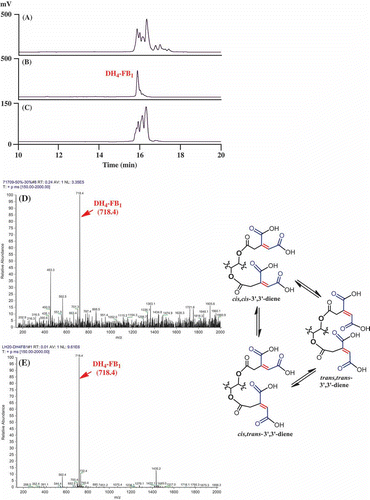 Figure 2. Isolation and analysis of DH4–FB1 from the FUM7 mutant. (A) HPLC analysis of crude extract; (B) HPLC analysis of the initially purified DH4–FB1; (C) HPLC analysis of the isomerized DH4–FB1; (D) MS analysis of the initially purified DH4–FB1; and (E) MS analysis of the isomerized DH4–FB1. A proposed cis–trans stereoisomerization of DH4–FB1 is included.