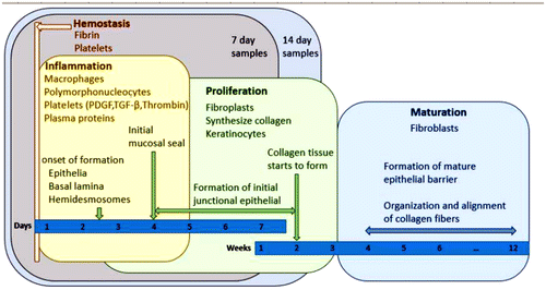 Figure 3. Timeline for healing of an implant and readout areas for 7 and 14 days in vitro, adapted from [Citation72].