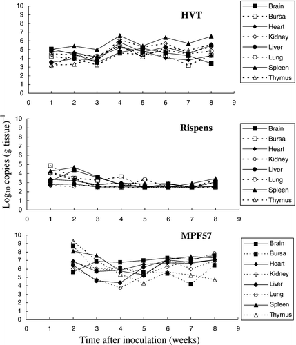 Figure 2.  Growth of the HVT and Rispens vaccines and the virulent challenge virus MPF57 in the organs of chickens. Birds were inoculated by HVT or Rispens at day 1, challenged with MPF57 at day 8 and sacrificed at weekly intervals. Viral DNA was estimated by QPCR. The limit for detection of HVT, Rispens and MPF57 was 2.5 log10 copies (g tissue)−1. Data for each time point represent the mean DNA load for three organs.