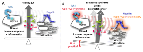 Figure 1. Hypothetical influence of Toll-like receptor genetics on intestinal diseases. (A) Under physiological conditions, the immune system and the intestinal microbiota are in mutual equilibrium. In this scenario, Toll-like receptor (TLRs) sense intestinal bacteria and exert a selective pressure on the microbiota by promoting the secretion of antimicrobial effectors, including IgAs and antimicrobial peptides (AMPs). (B) In a genetically predisposed host (or due to other causes not discussed here), the activity of pattern-recognition receptors (PRRs) such as TLR5 may be altered, impacting on the release of several immunomodulatory molecules. This affects the selective pressure exerted by the host immune system on the intestinal microbiota, changing its composition in terms of phylotype and taxonomy. In turn, this favors a shift in the inflammatory potential of microbe-associated molecular patterns like flagellin, further altering the activity of TLR5 and other PRRs. Thus, it is conceivable that functionally relevant genetic variations affecting the PRR system alter the delicate equilibrium that normally exists between the host immune system and the gut microbiota, favoring the insurgence of intestinal diseases including colorectal carcinoma.