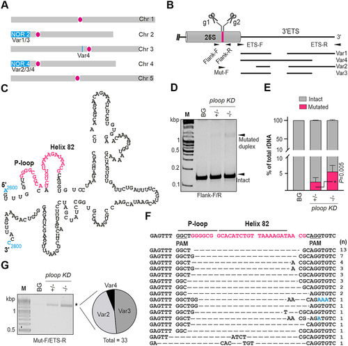 Figure 1. Targeted mutagenesis of 25S rDNA led to mosaic mutation patterns on chromosome 4. (A) Schematical distribution of the rDNA copies on five Arabidopsis chromosomes and their associated VAR polymorphic rRNAs. (B) 3’-ETS polymorphism in the A. thaliana col-0 accession and the oligonucleotide’s binding positions for the detection and identification of mutated VARs in the genome. (C) Location of the targeted bases, consisting of the P-loop and helix-82 regions, in the secondary structure of the 25S LSU ribosomal RNA [Citation9] is indicated in magenta. Numbers 2600 and 2800 in cyan denotes the positions of nucleotides in 25S rRNA (D) Heteroduplex PCR products of three genotypes electrophoresed under 15% native PAGE conditions. (E) Quantification of the mutated and intact rDNA copies of the PCR products analysed in panel C (n = 6 linearly increasing PCR cycles). Data are shown as means ± SD among the total % of rDNA. The P-value indicates the statistical significance with the unpaired student t-test. (F) Cloning and sequencing of the heteroduplex PCR products of panel C resulting in mosaic mutation patterns in the rDNA. (G) Electrophoresis of the PCR products on 2.5% TTE gels from the three genotypes; PCR was carried out using the mut-F and ETS-R oligos, followed by cloning and sequencing of 33 independent clones – their linked VAR subtypes are summarized.