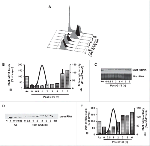 Figure 1. The levels of transcription and DNA replication activities at the Dbf4 locus showed an inverse relation. (A). A representative cell cycle profile of HeLa S3 cells synchronized using a double thymidine (DT) arrest-and-release method. “AS” denotes asynchronous cells. (B) The levels of transcription and DNA replication activities at the human Dbf4 locus showed an inverse relation. Nascent strand abundance assays were performed using short, single-stranded (1–2 kb) DNA isolated at the indicated time points post-G1/S, and drawn in a schematic from (for detail, see Fig. 2 in the cited reference). Citation39,40 Quantification data for mRNA abundance for 2 independent experiments were plotted against Dbf4 origin activity to show relative abundance of transcript versus replication activity. (C) Northern blotting of Dbf4 mRNA isolated from HeLa S3 cells synchronized at G1/S-and-released is shown. Total 18S rRNA was used as a loading control. (D) The level of Dbf4 pre-mRNA and Dbf4 origin activity are regulated in a cell-cycle dependent manner. HeLa S3 cells were synchronized at the G1/S border by DT treatment (0 h), followed by release into cell cycle for the indicated duration (0.5 h to 6 h). Total RNA was extracted from each sample and reverse transcription was performed using a primer specific for the first intron of the Dbf4 pre-mRNA. PCR reactions were carried out using a primer pair mapped within the first exon of the Dbf4 mRNA. NTC, no template control; -RT, control reactions in the absence of reverse transcriptase. To confirm that the amplification was within a semi-quantifiable range, PCR reactions were performed using serial dilutions of cDNA prepared from asynchronous HeLa S3 cells. The mid-point of this dilution range (0.1) was used for amplification of the subsequent reactions. (E) The level of Dbf4 pre-mRNA was dramatically decreased as the origin activity increased. Quantification data for pre-mRNA abundance was plotted against Dbf4 origin activity to show relative abundance of transcript vs. replication activity.