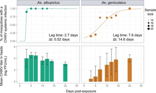 Figure 2. Systemic infection kinetic for Ae. albopictus and Ae. geniculatus species infected with CHIKV. The upper panel shows the cumulative prevalence of systemic infection over time post CHIKV exposure. Data points represent the observed prevalence at each time point with their size being proportional to the sample size. Dashes represent the 95% confidence interval of the prevalence. The fitted values obtained with a 3-parameter logistic model are represented for each species by a coloured line. The lag time and rising time estimates are represented for each species. The lower panel shows CHIKV titres in mosquito heads measured at each time points after oral exposure to the virus.