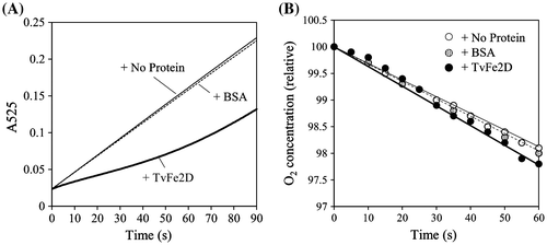 Fig. 6. Effect of the TvFe2D protein on syringaldazine oxidation by Trametes laccase. (A) Accumulation of oxidized syringaldazine monitored by spectrophotometer at 525 nm. The reaction mixture contained 5 μg mL−1 syringaldazine and 2.1 nmol syringaldazine-oxidized mL−1 min−1 in the control (thin line). BSA (47.4 μg mL−1, dotted line) or tag-free TvFe2D protein (47.4 μg mL−1, corresponding to 1.5 nmol mL−1, thick line) was included. (B) Oxygen consumption. Five times the concentration of syringaldazine, laccase, BSA and tag-free TvFe2D protein were contained compared with those in A.