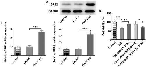 Figure 6. TRB3 modulates HG-triggered hRPE cell damage through binding to GRB2. The transfection efficiency of Ov-GRB2 plasmid was tested by (a) RT-qPCR and (b) western blot. (c) CCK-8 assay evaluated cell viability. *P < 0.05, **P < 0.01, ***P < 0.001. TRB3, Tribbles homolog 3. MA, mannitol. HG, high glucose. GRB2, growth factor receptor-bound 2.