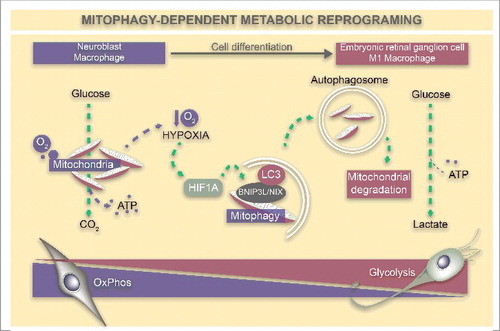 Figure 1. Mitophagy-dependent metabolic reprogramming during cell differentiation. Retinal neuroblasts and undifferentiated macrophages contain an increased number of mitochondria and display an oxidative phosphorylation metabolic profile, which enables the production of high levels of ATP via glucose oxidation. High levels of respiration in the developing retina and in inflamed tissue lead to decreased oxygen availability, triggering a hypoxia response coordinated by the transcription factor HIF1A. One target of HIF1A is the mitophagy receptor BNIP3L/NIX, which mediates the formation of phagophores and mitochondria engulfment within autophagosomes for subsequent degradation in the lysosome. This reduction in mitochondrial number triggers a metabolic switch whereby glucose is metabolized to lactate, which is required for RGC neurogenesis and M1 macrophage polarization.