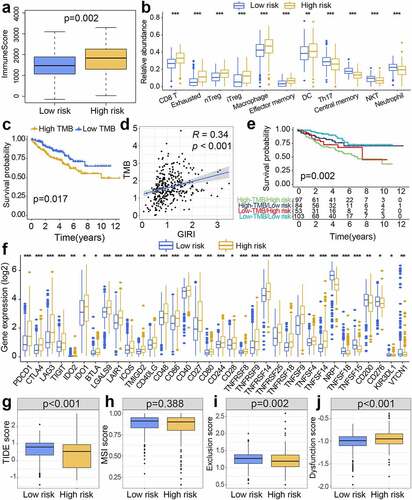 Figure 7. Immunity-associated landscapes of TCGA samples. (a) Boxplot of immune scores for risk subgroups. (b) Tumor-infiltrating immune cells with different infiltration abundance in the risk subgroups. (c) Kaplan-Meier survival analysis of low and high TMB patients. TMB, tumor mutation burden. (d) The positive correlation between GIRI and TMB was characterized by Spearman correlation analysis. GIRI, genomic instability-derived risk index. (e) Stratified survival analysis of GIRI subtypes in TMB subgroups. (f) Differentially expressed immune checkpoint molecules in the risk subgroups. *p< 0.05, **p< 0.01, ***p< 0.001. TIDE score (g), MSI score (h), Tcell exclusion score (i), and Tcell dysfunction score (j) between high-risk and low-risk groups. TIDE, tumor immune dysfunction and exclusion. MSI, microsatellite instability