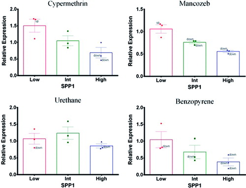Figure 3. Secretary phosphoprotein-1 (SPP1). Expression profile in exposed PBMC cultures. (A) Cypermethrin. (B) Mancozeb. (C) Urethane. (D) Benzopyrene.