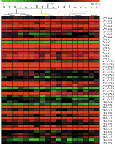 Figure 1. ST clustering of microarray data (crop). Colour is proportional to gene value (green = low, red = high). Each row represents a separate probeset and each column represents a sample. (TE = Talc + Oestrogen, T = Talc, TiE = Titanium Dioxide + Oestrogen, Ti = Titanium Dioxide, E = Oestrogen and V = Vehicle Control)