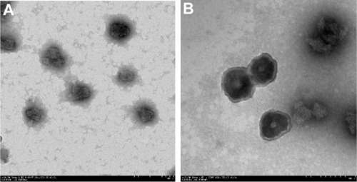 Figure 2 Transmission electron microscopy imaging of the nanoparticles.Notes: (A) Brucine-loaded bovine serum albumin nanoparticles (×20,000). (B) Hyaluronic acid-coated brucine-loaded bovine serum albumin nanoparticles (×25,000).