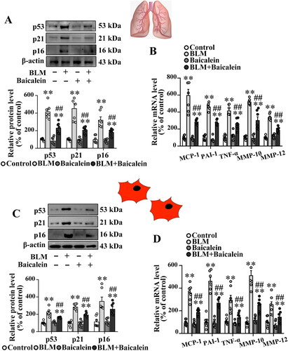 Figure 2. Baicalein mitigates BLM-induced senescence in lung tissues and isolated lung fibroblasts. (A, B) Protein levels of p53, p21 and p16 and the mRNA levels of SASP factors, including MCP-1, PAI-1, TNF-α, MMP-10 and MMP-12 in lung tissues were measured in control, BLM, baicalein and BLM + baicalein groups. (C, D) Protein levels of p53, p21 and p16 and the mRNA levels of MCP-1, PAI-1, TNF-α, MMP-10 and MMP-12 in isolated lung fibroblasts were measured using western blotting and RT-qPCR, respectively. Representative protein bands were presented on the top of the histograms (A, C). Data are presented as the mean ± SEM (n = 7). **p < 0.01 vs. control. ##p < 0.01 vs. BLM. SASP: senescence-associated secretory phenotype; MCP-1: monocyte chemotactic protein-1; PAI-1: plasminogen activator inhibitor-1; TNF-α: tumour necrosis factor-α; MMP: matrix metalloproteinase; RT-qPCR: reverse transcription-quantitative PCR; BLM: bleomycin.