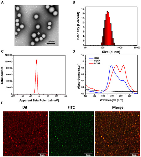 Figure 1 Identification and characterization of HCINPs. (A) TEM micrographs of HCINPs. (B) Size and (C) zeta potential distribution of HCINPs measured using DLS. (D) Absorption spectra of HCINPs. (E) Detection of HA modification on the surface of the nanoparticle using CLSM.