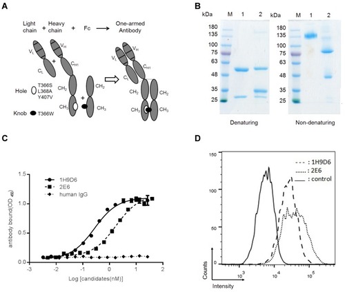 Figure 1 Generation and characterization of the one-armed anti-c-Met antibody.