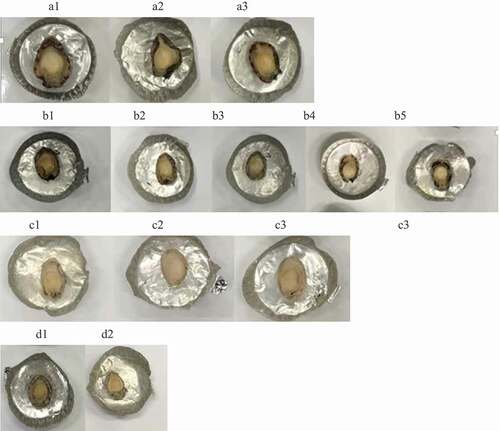 Figure 1. Appearance of the sterilized abalones pre-treated with various methods. A1, 2% sodium bicarbonate soaking for 30 min; A2, 2% sodium bicarbonate soaking with ultrasound treatment for 20 min; A3, 2% sodium bicarbonate soaking with ultrasound treatment for 30 min; B1, untreated sample, B2, injection with 0.10% bromelain solution; B3, injection with 0.25% bromelain solution; B4, injection with 0.50% bromelain solution; B5, injection with 1.00% bromelain solution; C1, 1% bromelain soaking for 10 h; C2, 1% bromelain soaking with vacuum orbital shaking for 6 h; C3, 1% bromelain soaking with vacuum orbital shaking for 10 h; D1, 1% bromelain soaking for 30 min; D2, 1% bromelain soaking with ultrasound for 30 min