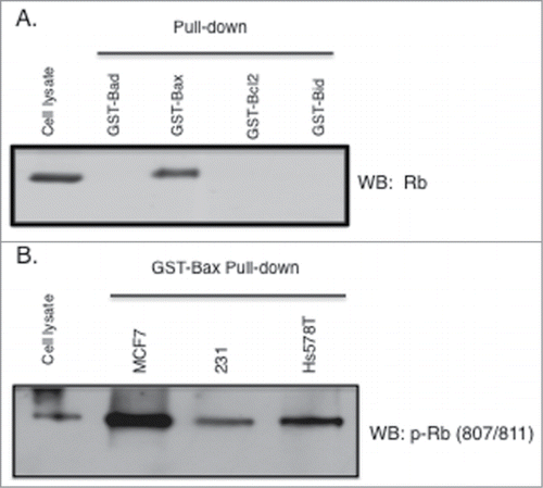 Figure 2. Rb phosphorylated on S807/S811 binds to GST-Bax. GST fusion proteins (Sigma) were used in pull down/binding assays performed as previously described (38). (A) Pull down binding assays were performed using 4 bcl2 family proteins individually fused to GST (GST-Bad, GST-Bax, GST-bcl2, and GST-Bid). Two micrograms of fusion protein was incubated with MCF7 cell lysates (500 ug) followed by analysis of GST-fusion protein associated proteins by immunoblotting with antibodies to Rb. (B) Lysates from 3 cancer cell types (MCF7, MDA-MB-231, Hs578T) were utilized in GST-Bax fusion protein binding assays followed by immunoblotting with antibodies to Rb phosphorylated at S807/S811. Data shown is representative of three independent experiments.