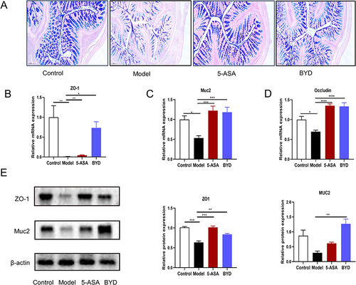 Figure 8 BYD protects the intestinal barrier of colitis rat. (A) Representative AB/PAS-stained colonic tissue section (scar bar, 100 µm). (B–D) Relative mRNA expression of ZO-1, Muc2, Occludin in the colon tissue of rats (n = 6–8). (E) Immunoblots of ZO-1 and Muc2 in the colon tissue of Rats. Data are expressed as Mean ± SEM. * P < 0.05, ** P < 0.01, *** P < 0.001, **** P < 0.0001; one-way ANOVA with Tukey’s post hoc analysis.