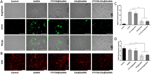 Figure 6 Scavenging of reactive oxygen species by different groups of hydrogels. (A) DCFH images of different groups of hydrogels. Scale bar: 200 μm. (B) DHE images of different groups of hydrogels. Scale bar: 200 μm. (C) average fluorescence intensity of hydrogels of different groups. (D) DHE fluorescence intensity of different groups. *Indicates P<0.05.