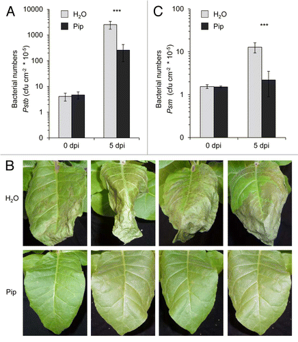Figure 5. Exogenous Pip enhances disease resistance of tobacco plants to compatible Pstb and non-adapted, HR-inducing Psm. Plant pots were supplied with 10 ml of H2O or 10 ml of 1 mM (≡ 10 µmol) Pip 1 d prior to bacterial inoculation. (A) Bacterial numbers of Pstb (applied in titers of OD 0.001) in leaves at 0 dpi and 5 dpi. The y-axis is depicted in a logarithmic scale. Bars represent the mean ± SD of at least 7 replicate samples. Asterisks denote statistically significant differences between leaf samples of control- and Pip-treated plants (***: p < 0.001; 2-tailed t-test). (B) Representative disease symptoms of Pstb-infected tobacco leaves from H2O and Pip pre-treated plants. (C) Bacterial numbers of Psm (applied in titers of OD 0.005) in leaves at 0 dpi and 5 dpi.
