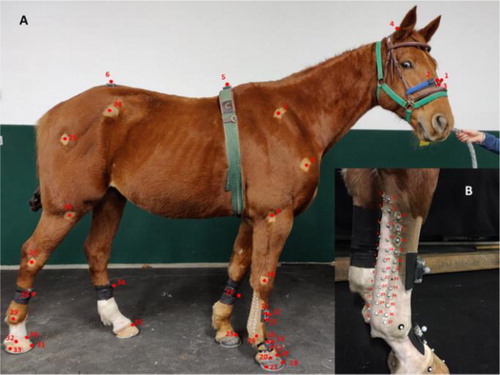 Figure 1. Placement of the kinematic markers according to the anatomical points of interest (A) and kinematic markers map on the surface of the flexor tendons and the suspensory ligament (B).