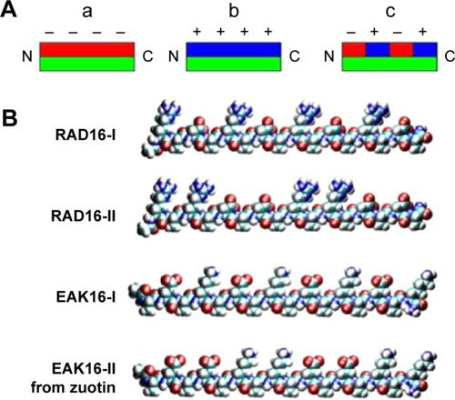 Figure 2 Different types of ionic-complementary peptides.Notes: (A) The hydrophobic side of the peptide molecule is green, negative charges are red, and positive charges are blue. (a) The peptide structure has one hydrophobic side and one side with negative charges. (b) The peptide structure has one hydrophobic side and one side with positive charges. (c) The peptide structure has one hydrophobic side and one side with alternate positive and negative charges. (B) Four representative ionic peptides: RAD16-I, RAD16-II, EAK16-I, and EAK16-II. Reprinted from Nano Today, Volume 4, Edition 2, Yang Y, Khoe U, Wang X, Horii A, Yokoi H, Zhang S. Designer self-assembling peptide nanomaterials, pages 193–210, Copyright 2009 with permission from Elsevier.Citation27