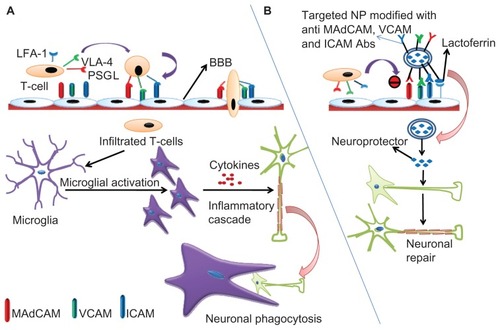 Figure 3 (A) Schematic representation of inflammatory cascade. T cells express cell surface molecules of PSGL-1, VLA-4, and LFA-1 that bind with the corresponding cell adhesion molecules, MAdCAM, VCAM, and ICAM expressed on the brain capillary endothelium and permeate into the BBB. Soon after their entry, these surface molecules activate microglial cells which, in turn, secrete cytokines driving more T cell traffic and the inflammatory cascade leading to the neuronal insult. The damaged neurons are then phagocytosed by the microglial cells. (B) Neuroprotector-loaded nanoparticles can be surface-modified by conjugation with lactoferrin and antibodies against MAdCAM, VCAM, and ICAM. Lactoferrin guides specificity for the brain due to abundant availability of low-density lipoprotein receptor-related protein (LRP) while the antibodies inhibit T cell infiltration into the BBB.Note: Following internalization, the neuroprotector is released from the nanoparticles and initiates the repair mechanisms counteracting inflammation and its consequences.Abbreviations: BBB, blood–brain barrier; PSGL-1, P-selectin glycoprotein ligand-1; VLA-4, very late antigen-4; LFA-1, leukocyte function-associated antigen-1; MAdCAM, mucosal addressin cell adhesion molecule; VCAM, vascular cell adhesion molecule; ICAM, intracellular adhesion molecule; NP, nanoparticle.