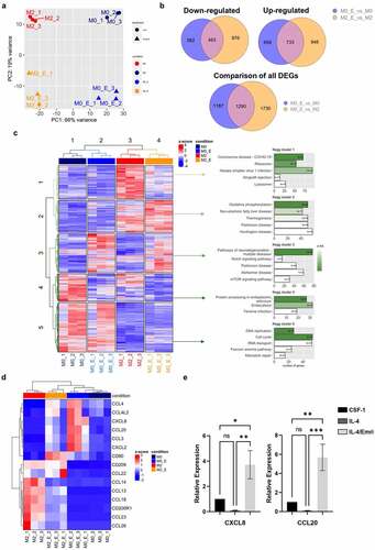 Figure 2. Emricasan reprograms IL-4-mediated MDMs polarization. Human monocytes were differentiated during 5 days with 50 ng/mL CSF-1 and then treated with CSF-1 (M0) or polarized with IL-4 for 24 h (M2). Emricasan (E, 3 µM) was added 16 h before the polarization. (a) Four differential RNA seq analyses were performed comparing M2_E vs M2, M0_E vs M0, M2 vs M0, and M2_E vs M0_E. Unsupervised analysis of the transcriptome of the 12 samples represented through two-dimensional projection of Principal Component Analysis. Red: M2, dark blue: M0, Orange: M2_E, blue: M0_E (b) Venn diagram showing the overlap of genes differentially expressed in M2_E compared to M2 and M0_E compared to M0 (restricted to DEGs with an adjusted p value < .05). Right panel: genes that are down-regulated, left panel: genes that are up-regulated, and bottom panel: all differentially expressed genes. (c) Right panel: Heatmap of the DEGs from the four analyses performed. Unsupervised hierarchical clustering was performed on samples (columns) and genes (rows). Sample clustering separated the samples according to the four conditions. Genes clustering was partitioned into 5 clusters. Left panel: genes from each of the 5 clusters where extracted and over-representation analysis was performed on gene sets from the KEGG database. The 5 top gene sets enriched in each cluster are represented. Green shads according to padj, with the padj indicated in the bar. (d) Heatmap illustrating the differential expression of a selected panel of genes encoding pro or anti-inflammatory markers in M0, M2, M0_E and M2_E (e) The expression of the indicated mRNA is analyzed by qPCR (mean ±SEM of 6 independent experiments). *P < .05, **P < .01, ***P < .001 according to a two-way ANOVA test