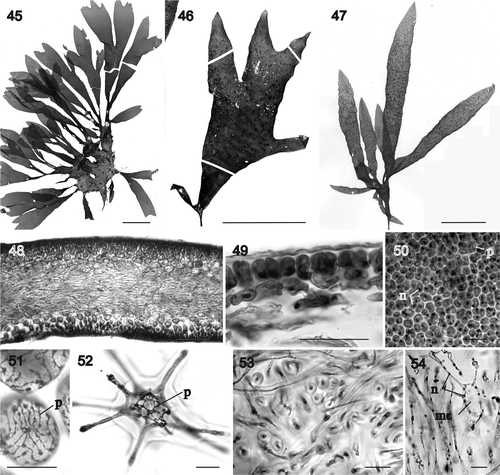 Figs 45–54. Sarcodia grandifolia, habit and vegetative development. Figs 48, 51–53: aniline blue; Figs 49, 50, 54: haematoxylin. 45. Lectotype, Levring No. 7585, WELT A022926, Stewart Island, New Zealand, V.W. Lindauer No. 7585, 24 June 1946. 46. A broad, twice-forked female plant, The Neck, beach facing Cow Island, Stewart Island, J.F. Herrick, 07 October 1994 (AK220918). 47. Female plant. Attached, lower littoral, Princess Bay, Wellington, Auckland, New Zealand, coll. D.W. Freshwater (NCU 591801, upper left). 48. Longitudinal section through tip (NCU 591799-802). 49. Surface layer and outer cortex in cross section (NCU 591803-811). 50. External view of uninucleate surface cells with parietal plastids (NCU 591799-802). 51. Multinucleate inner cortical cell with dissected ribbon-shaped plastid (NCU 591803-811). 52. Stellate medullary cell with a dissected ribbon-shaped plastid (NCU 591799-802). 53. Cross section of a thick thallus showing densely packed secondary medullary rhizoidal filaments filling the medulla (NCU 591803-811). 54. Longitudinal section showing a vacuolated multinucleate stellate cell on right and multinucleate secondary medullary rhizoidal filaments on left (NCU 591799-802). Abbreviations: mc: medullary cell; n: nucleus; p: plastid. Scale bars: 5 cm (Figs 45–47), 200 µm (Fig. 48) or 20 µm (Figs 49–54).