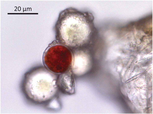 Figure 5. Photomicrograph (1000x magnification) of a spore of a Chlamydomonas sp. from red penitente ice.