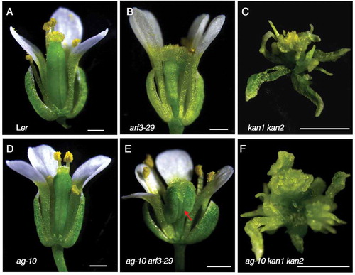 Figure 1. Floral meristem (FM) determinacy and organ polarity phenotype of Ler (A), arf3-29 (B), kan1 kan2 (C), ag-10 (D), ag-10 arf3-29 (E) and ag-10kan1 kan2 (F). ag-10 arf3-29 displayed FM indeterminacy phenotype showing bulged gynoecium (marked by red arrow). kan1 kan2 and ag-10 kan1 kan2 flowers showed normal FM determinacy and serious organ polarity defect in all floral organs, while arf3-29 only show organ polarity defect in gynoecium. One or two sepal, petals and stamens were removed for better view. Scale bars, 0.5mm.