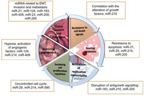 Figure 3 Hallmarks of bladder cancer beyond miRNA perspective.Abbreviations: miRNA, micro-RNA; EMT, epithelial–mesenchymal transition.