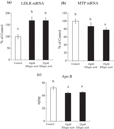 Figure 1. Effects of the addition of ellagic acid on the level of LDL receptor or MTP mRNA expression and extracellular apoB levels in HepG2 cells.Total RNA and medium were harvested from HepG2 cells treated with vehicle control, 10 or 25 μM ellagic acid for 24 h. The level of LDL receptor or MTP mRNA expression was measured using real-time monitoring RT-PCR, and normalized to the mRNA expression level of the β-actin gene (a, b). The extracellular apoB level was measured using an ELISA and normalized to cellular protein content (c). The results are shown as the mean ± SEM (n = 6). Mean values with unlike letters were significantly different (P < 0.05; Tukey-Kramer test).