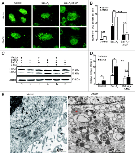 Figure 3. EMC6 overexpression promotes cell autophagy. (A) Representative fluorescence microscopy images of the dot distribution of endogenous LC3 obtained from U2OS cells transfected with vector or EMC6 for 18 h, which were treated with 10 nM bafilomycin A1 (Baf. A1) for the last 4 h and/or 10 mM 3-MA for the last 6 h. (B) Quantification of LC3 dots in control or EMC6-overexpressing cells treated with reagents as indicated in (A). Data are means ± SD of at least 100 cells scored (**p < 0.01, ***p < 0.001, N.S: not significant). (C) Western blot analysis of endogenous LC3-II levels in U2OS cells treated as in (A). (D) Quantification of the amounts of LC3-II relative to ACTB treated as in (C). The average value in the vector-transfected cells without Baf. A1 treatment was normalized as 1. Data are the means ± SD of results from three experiments (*p < 0.05, **p < 0.01, N.S: not significant). (E) TEM analysis of U2OS cells transfected with vector or EMC6. Note the autophagosome-like structure (black star) and autolysosome-like structure (red star) in EMC6-overexpressing cells.