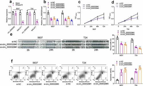 Figure 2. Circ_0000326 promoted BC cell proliferation and migration, and inhibited the apoptosis. (a). qRT-PCR showed that linear MALAT1 was degraded by RNase R, while circ_0000326 could not be degraded by RNase R. (b). qRT-PCR showed that circ_0000326 expression was inhibited in BC cells transfected with circ_0000326 siRNAs. (c-d). CCK-8 assay showed that cell proliferation in the si-circ_0000326#1 and si-circ_0000326#3 groups was dramatically suppressed as against the si-NC group. (e). Would healing assay indicated that in comparison to the control group, cell migration capacity in the si-circ_0000326#1 and si-circ_0000326#3 groups was significantly reduced. (f). Flow cytometry showed that the apoptosis rate was significantly increased after circ_0000326 knockdown.*P < 0.05, **P < 0.01 and ***P < 0.001