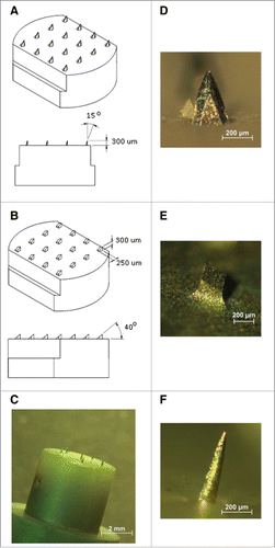 Figure 4. Images of the 3 different microneedle arrays used in this study. A: 300A microneedle array, assembled of 30 G needles. B: 300ED stainless steel microneedle array. C: Dermastamp consisting of 6 microneedles. In figure D, E and F higher magnification images of single microneedles are shown. Reprinted with permission from Reference 32.