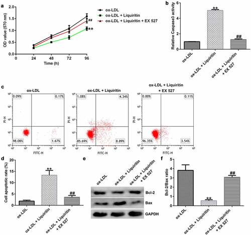 Figure 6. EX 527 reverses the effects of liquiritin on cell proliferation in ox-LDL-induced hVSMCs. hVSMCs were treated with 80 μM liquiritin or/and 10 μM EX 527 in the presence of 100 μg/mL ox-LDL for 24 h. An MTT assay was performed to measure the proliferation of ox-LDL-induced hVSMCs. (b) Caspase-3 activity of ox-LDL-induced hVSMCs was determined using a colorimetric assay kit. (c, d) The cell apoptosis rates of ox-LDL-induced hVSMCs were measured by FCM analysis. (e, f) The protein expression levels of Bcl-2 and Bax in ox-LDL-induced hVSMCs were detected by Western blot analysis and quantified using ImageJ software. **P < 0.01 vs. ox-LDL; ## P < 0.05, 0.01 vs. ox-LDL+liquiritin group.