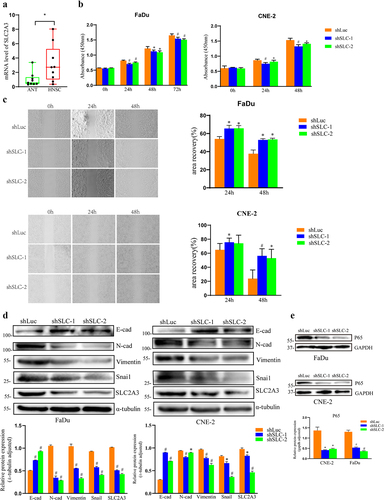 Figure 9. SLC2A3 knockdown inhibited proliferation and migration and NF-κB/EMT-related gene expression in FaDu and CNE-2 cell lines. (a) SLC2A3 mRNA expression in adjacent normal tissues (ANT) and HNSC samples. (b) Cell proliferation and (c) migration were suppressed upon SLC2A3 knockdown. (d) SLC2A3 knockdown inhibited N-cad, Vimentin, and Snai1 expression but increased E-cad expression. (e) NF-κB P65 expression was decreased upon SLC2A3 knockdown. Each value represents the mean ± SD of three separate experiments. * p < 0.05, # p < 0.01.