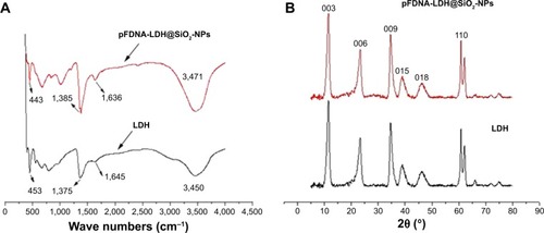 Figure 5 Fourier transform infrared spectroscopy spectrum (A) and XRD curve (B) for each of the LDH and pFDNA-LDH@SiO2-NPs.Notes: The XRD patterns of the pFDNA-LDH@SiO2-NPs exhibited typical diffractions of LDH including (003) and (006), indicative of the presence of LDH crystallite. The characteristic peak at 20° of pFDNA-LDH@SiO2-NPs showed the existence of SiO2.Abbreviations: LDH, layered double hydroxide; NPs, nanoparticles; pFDNA-LDH@SiO2-NPs, Newcastle disease virus F gene encapsulated in LDH@SiO2-NPs; XRD, X-ray diffraction.