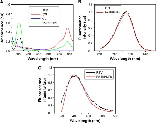 Figure 2 Spectral characterizations.Notes: (A) Absorbance spectra of free RSV, free ICG, FA and FA-RIPNPs. (B) Normalized fluorescence spectra of free ICG and FA-RIPNPs at the same concentration of ICG. (C) Normalized fluorescence spectra of free RSV and FA-RIPNPs at the same concentration of RSV.Abbreviations: RSV, resveratrol; ICG, indocyanine green; FA, folic acid; PLGA, poly(d,l-lactide-co-glycolide); NPs, nanoparticles; FA-RIPNPs, FA-RSV/ICG-PLGA-lipid NPs.