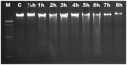 Figure 2. Analyses of agarose gel electrophoresis on root genomic DNA of Triticum aestivum (wheat). No DNA fragmentation occurred. M, 100 bp marker; C, control; h, hour.