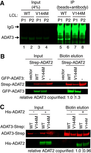 FIG 5 Purified ADAT2/3 complexes assembled with ADAT3-V144M exhibit defects in adenosine deaminase activity. (A) Immunoprecipitation (IP) of endogenous ADAT3. The input represents 4% of the starting extract used for IP. Arrows denote migration of ADAT3 and IgG. (B) ADAT3-V144M retains interaction with ADAT2. Shown are immunoblots for the indicated proteins from the input (5%) or biotin elutions of Strep-Tactin affinity purifications (10%) from HEK 293T cells transfected to express the Strep-tag alone (vector) or Strep-tagged ADAT2 with either GFP-ADAT3-WT or -V144M. “relative ADAT3 copurified” represents the ratio of the GFP-ADAT3 signal present in the eluted fraction normalized to the Strep-ADAT2 signal relative to ADAT3-WT. (C) ADAT3-WT and ADAT3-V144M copurify with similar levels of ADAT2. Shown are immunoblots for the indicated proteins from the input (5%) or biotin elutions from Strep-Tactin affinity purifications (20%) from HEK 293T cells transfected to express ADAT3-Strep-WT or ADAT3-Strep-V144M without or with His-ADAT2. “relative ADAT2 copurified” represents the ratio of the His-ADAT2 signal present in the eluted fraction normalized to the ADAT3-Strep signal relative to ADAT3-WT. Experiments for panels A through C were repeated three times, with comparable results.