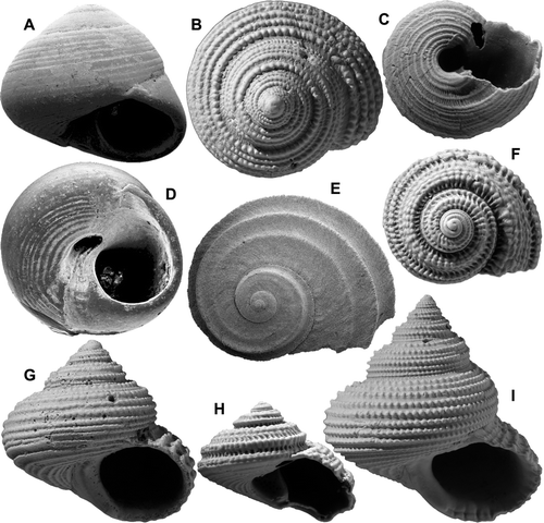 Fig. 5  (A,D) Cantharidella tessellata (A. Adams), GS12790, V20/f038, Tangoio Limestone (late Nukumaruan), Petane Pa, Tangoio, Hawke's Bay; SEM, 2 views of abraded specimen, width 6.3 mm. (B,G,I) Calliostoma (Maurea) nukumaruense (Laws), 2 specimens, GS4115, R22/f6435, Nukumaru Brown Sand (late Nukumaruan), Nukumaru Beach, Wanganui; B, G, H 16.1, D 17.7 mm; I, height 20.3 mm. (C,F,H) Clanculus plebejus (Philippi), GS2784, T23/f6491, 3-10 m above Torlesse greywacke, Opawe Stream, Pohangina Valley, early Nukumaruan; 3 views of 1 shell, width 7.1 mm. (E) Risellopsis varia (Hutton), GS15119, R28/f062, 1855 uplifted beach, Cape Turakirae, Wellington; SEM; width 4.7 mm (see also Fig. 6B).